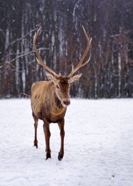Kışın orman arka plan üzerinde genç erkek Kızıl geyik