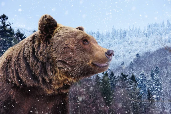 Természetes Élőhelye Barnamedve Ursus Arctos — Stock Fotó