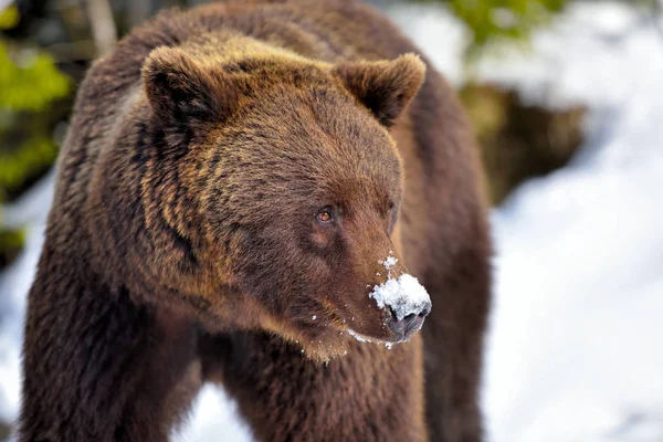 Güzel Yakın Plan Portresi Ursus Arctos — Stok fotoğraf