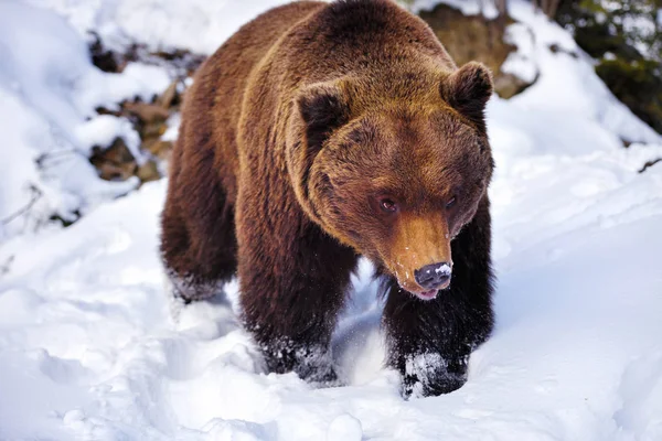 Niedźwiedź Brunatny Ursus Arctos Śniegu — Zdjęcie stockowe