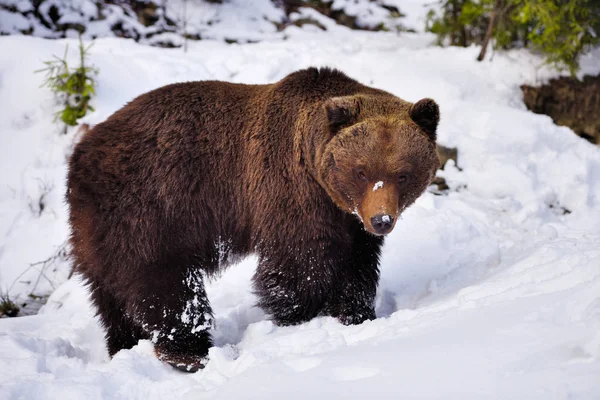 Άγρια Καφέ Αρκούδα Ursus Arctos Στο Χιόνι — Φωτογραφία Αρχείου