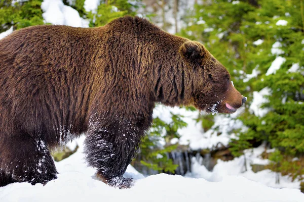 Бурый Медведь Ursus Arctos Естественной Среде Обитания — стоковое фото