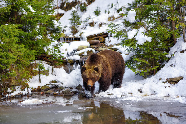 Бурый медведь в естественной среде обитания
