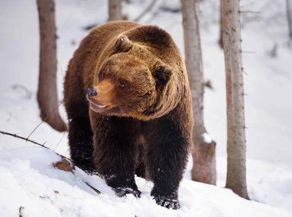 Urso Castanho Selvagem Ursus Arctos Neve — Fotografia de Stock