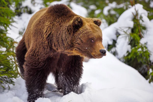 Karda Vahşi Kahverengi Ayı Ursus Arctos — Stok fotoğraf