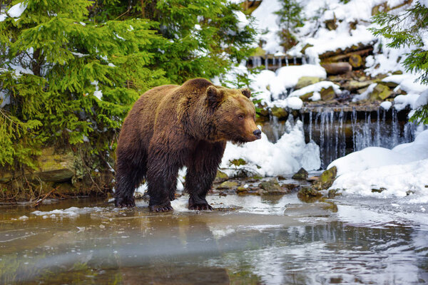 Бурый медведь в естественной среде обитания
