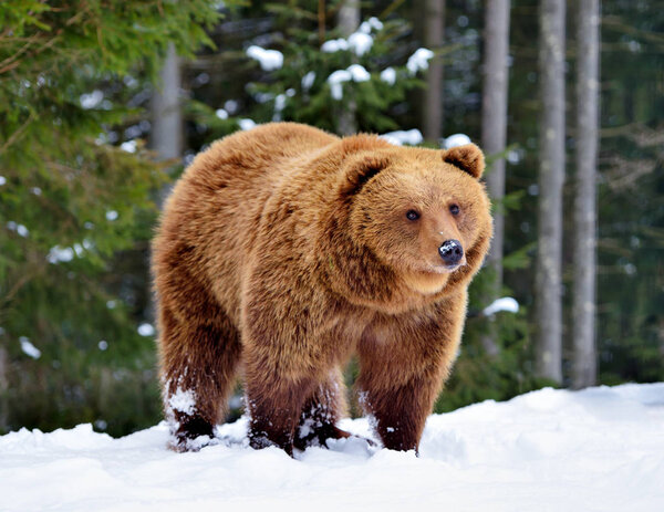 Дикий бурый медведь (Ursus arctos) на снегу