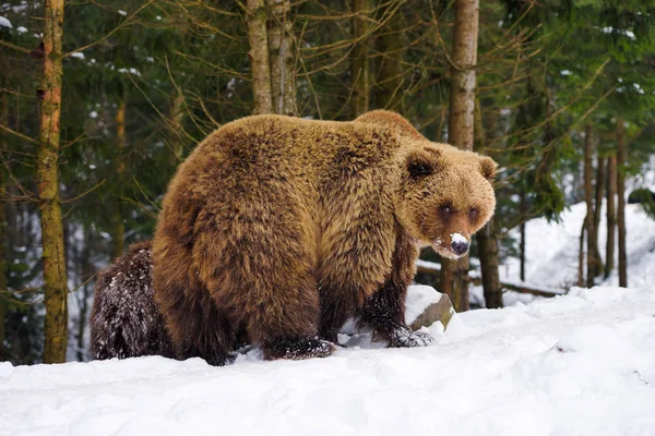 Brown Bear Its Natural Habitat — Stock Photo, Image