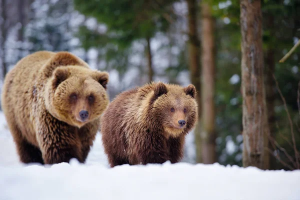 Медведица Медвежонок Зимнем Лесу — стоковое фото