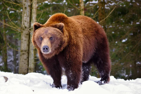 Medvěd Hnědý Jeho Přirozeném Prostředí — Stock fotografie
