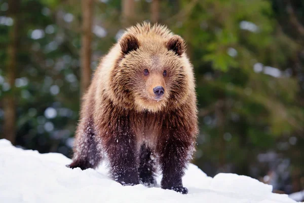 Cute Little Brown Bear Snow Winter Forest — Stock Photo, Image