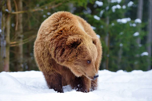 Wild Brown Bear Ursus Arctos Snow — Stock Photo, Image