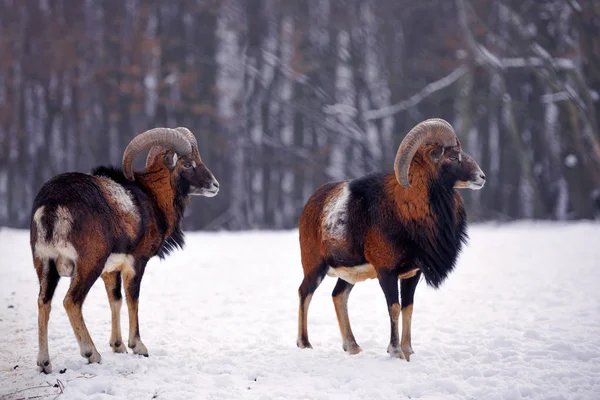 Mouflon Macho Ovis Musimon Bosque Invierno Animal Con Cuernos Hábitat —  Fotos de Stock