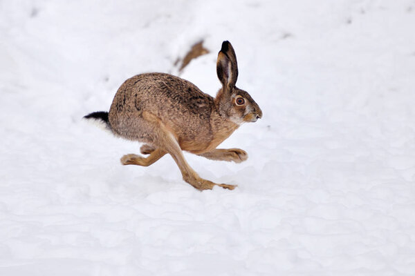 Европейский заяц (Lepus Recheus), бегущий по заснеженному полю
