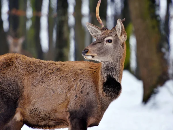 Ciervo Rojo Macho Joven Bosque Invierno — Foto de Stock