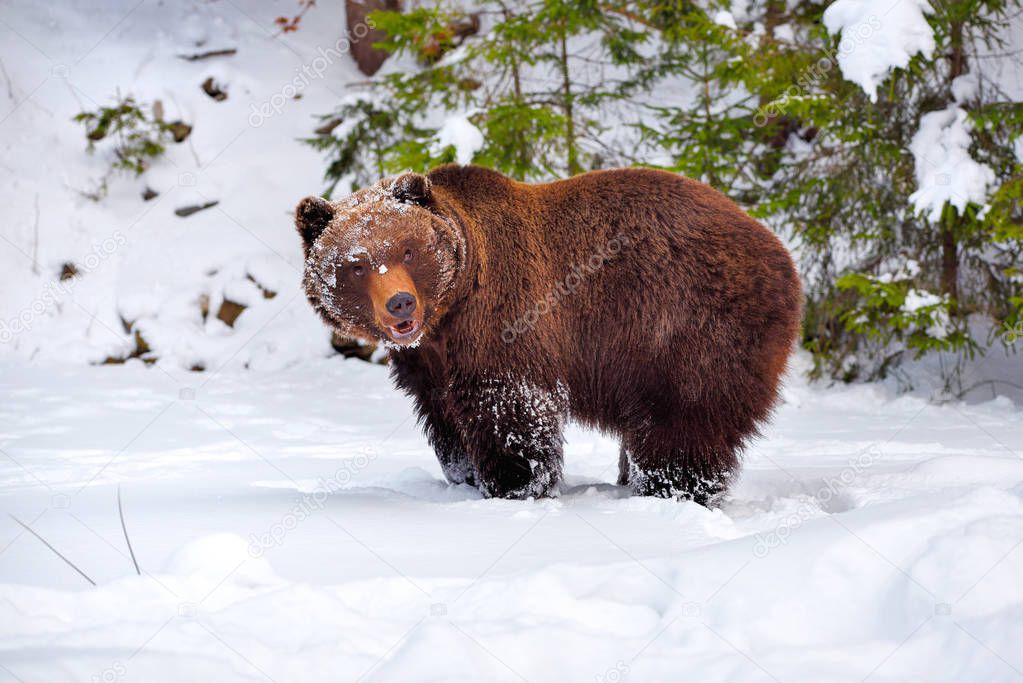 The brown bear (Ursus arctos) in its natural habitat