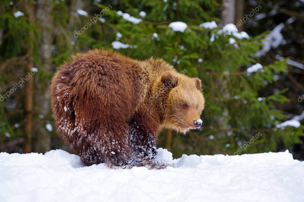 Cute little brown bear on the snow in winter forest