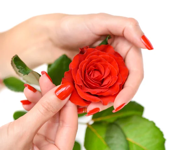 Hände einer Frau mit roter Maniküre mit scharlachroter Rose — Stockfoto