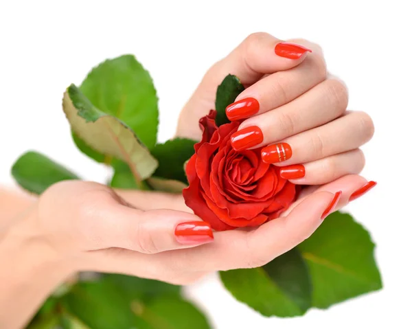 Hands of a woman with red manicure with scarlet rose — Stock Photo, Image