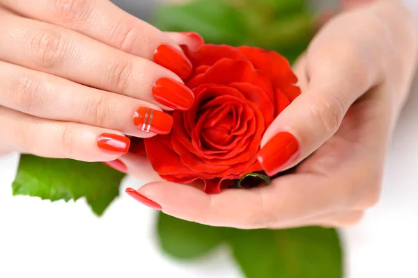 Mains d'une femme à la manucure rouge avec rose écarlate — Photo