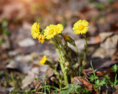 Tussilago farfara tıbbi bitki, ilk çiçekler erken Bahar