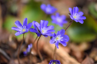 Bahar ormanlarında çiçek açan Hepatica Nobilis