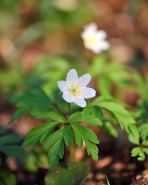 Anemone heceleme. İlk bahar çiçekleri