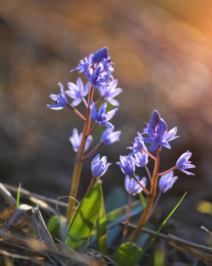 Ormanda bahar çiçekleri. Scilla Bifolia.