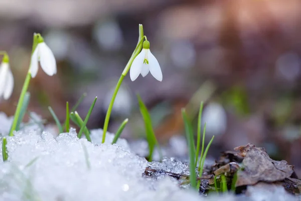 Snödroppar (Galanthus) i skogen våren — Stockfoto