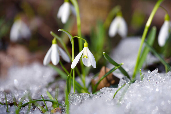 Подснежники (Galanthus) в весеннем лесу
