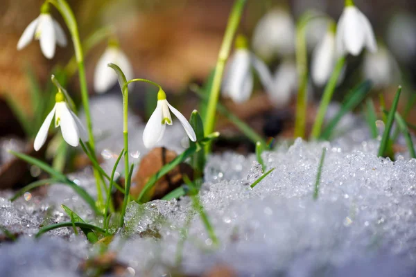 Gotas de neve (Galanthus) na floresta de primavera — Fotografia de Stock