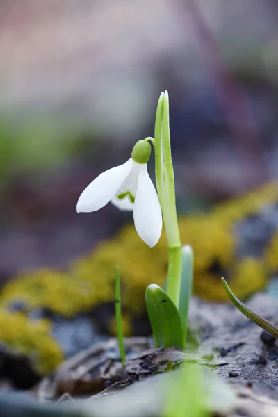 Snödroppe (Galanthus) i skogen våren — Stockfoto