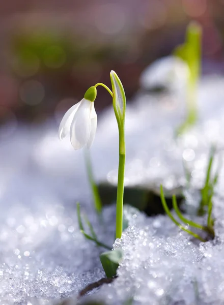 Gota de neve (Galanthus) na floresta de primavera — Fotografia de Stock