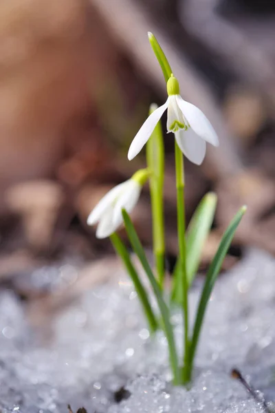 Gotas de neve (Galanthus) na floresta de primavera — Fotografia de Stock