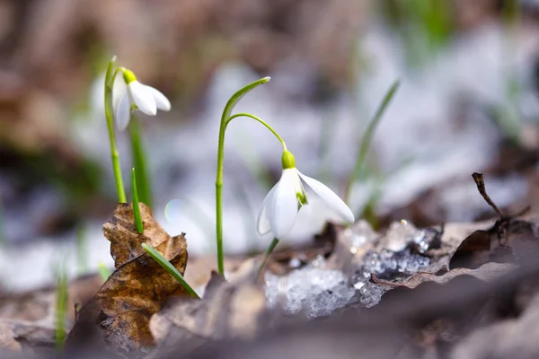 Gotas de neve (Galanthus) na floresta de primavera — Fotografia de Stock