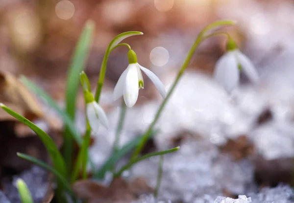 Snödroppar (Galanthus) i skogen våren — Stockfoto