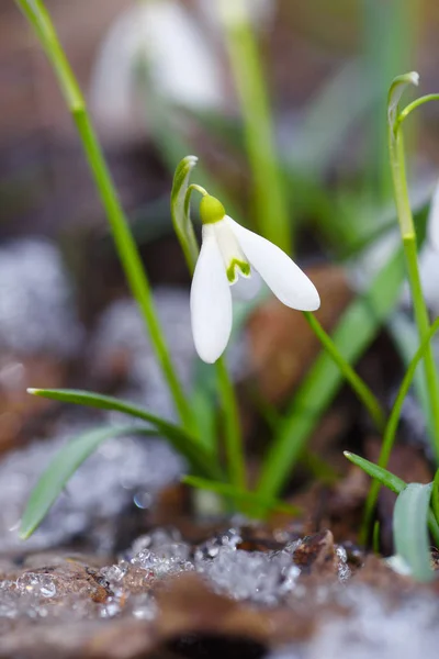 Gota de neve (Galanthus) na floresta de primavera — Fotografia de Stock