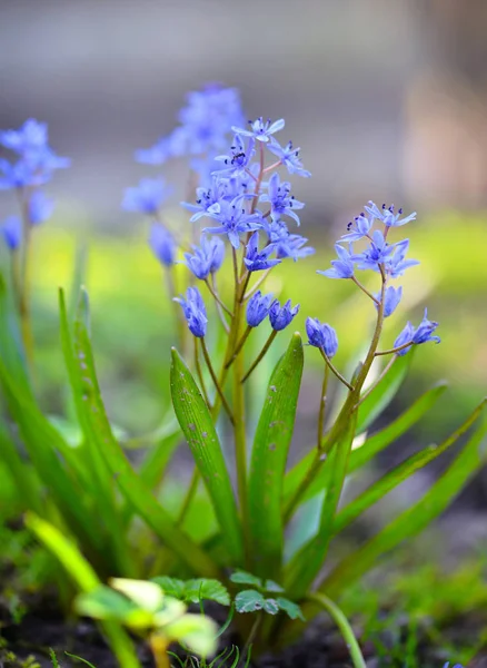 森の中の春の花。シラ・ビフォリア. — ストック写真