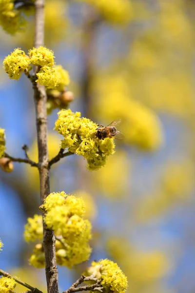 Cachorros floridos (Cornus mas) polinizados pelas abelhas na primavera contra o céu azul claro — Fotografia de Stock