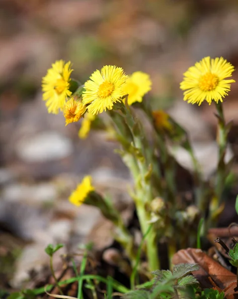 Tussilago farfara léčivá rostlina, první květy brzy na jaře — Stock fotografie