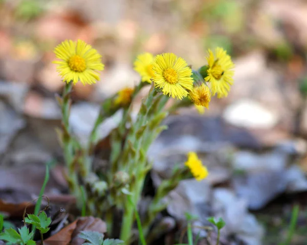 Tussilago farfara plante médicinale, les premières fleurs du début du printemps — Photo