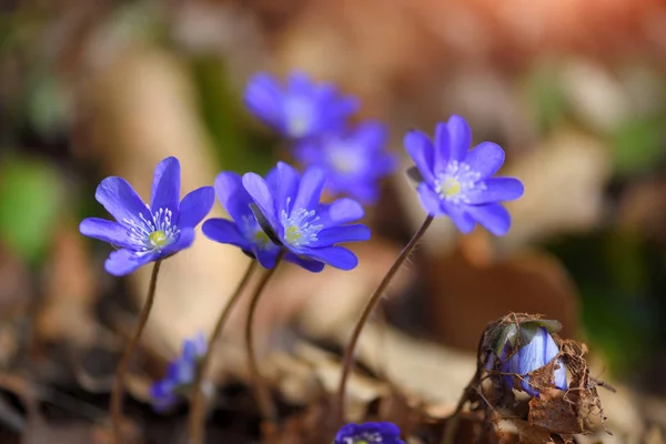 Kwitnie w wiosennym lesie Hepatica nobilis — Zdjęcie stockowe