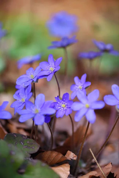 Floreciendo en el bosque de primavera Hepatica nobilis —  Fotos de Stock