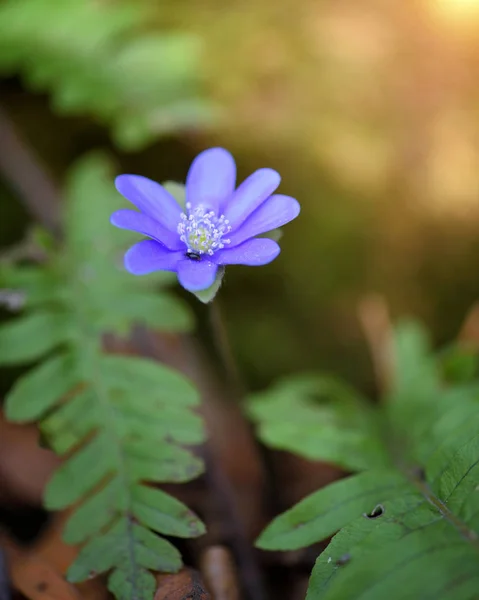 Цвітіння в весняному лісі Гепатіка нобелівська — стокове фото