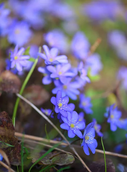 Floreciendo en el bosque de primavera Hepatica nobilis — Foto de Stock