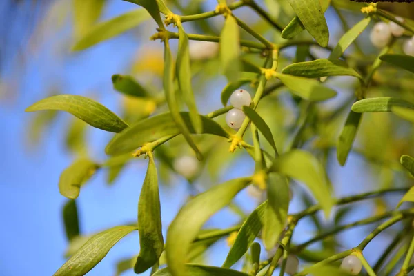 Γκι με μούρα whitw - λευκό άλμπουμ viscum μούρα στο γκι — Φωτογραφία Αρχείου