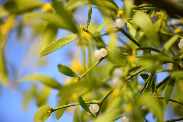 Mistletoe com bagas brancas - Álbum de Viscum Bagas brancas em visco — Fotografia de Stock