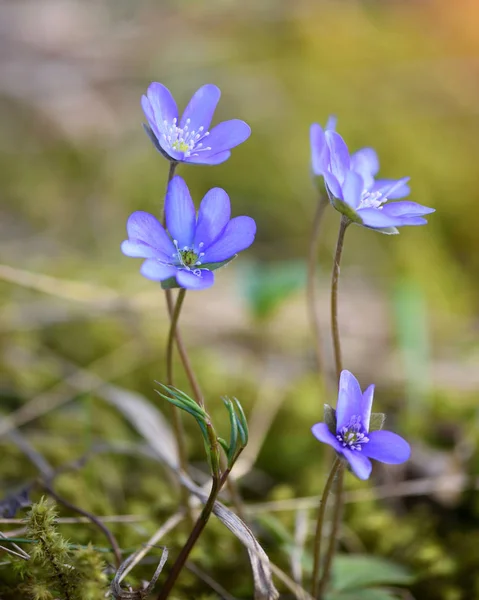 Цветущие в весеннем лесу Hepatica nobilis — стоковое фото