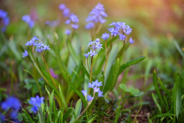 Flores de primavera em uma floresta. Scilla Bifolia. — Fotografia de Stock