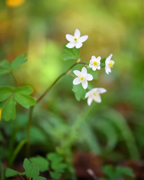 Primavera flor de primer plano. Isopyrum talictroides . —  Fotos de Stock